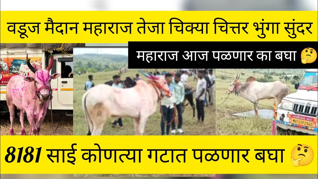 वडूज मैदान महाराज तेजा चिक्या चित्तर भुंगा सुंदर 8181 साई कोणत्या गटात पळणार/महाराज आज पळणार का 🤔