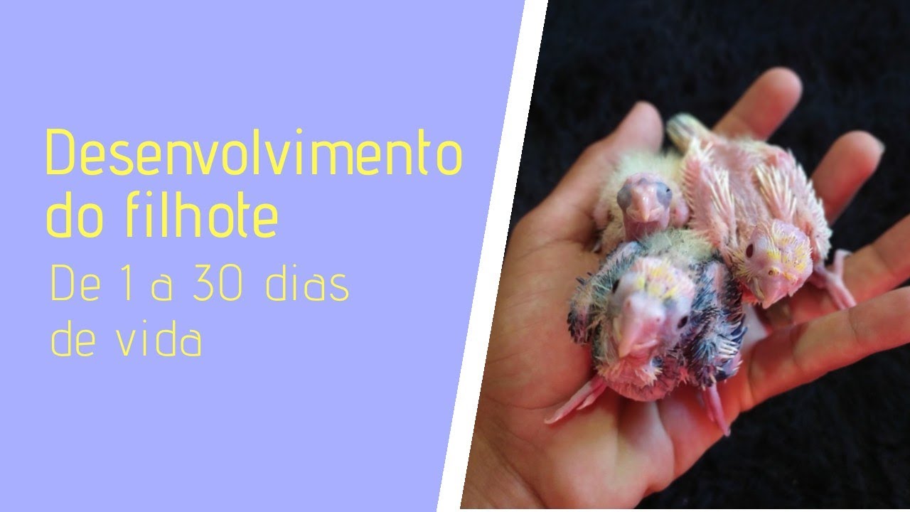 Desenvolvimento da calopsita de 1 a 30 dia!!!