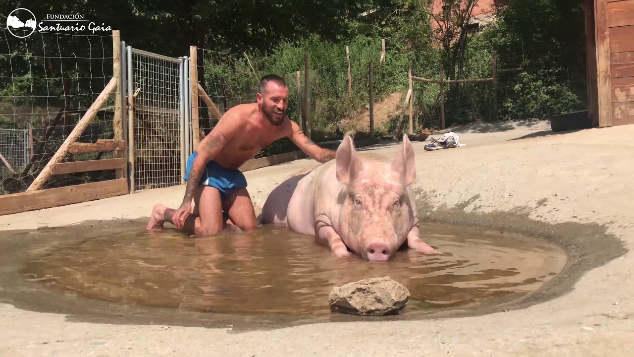 Una cerdita que no puede caminar disfrutando de un refrescante baño.