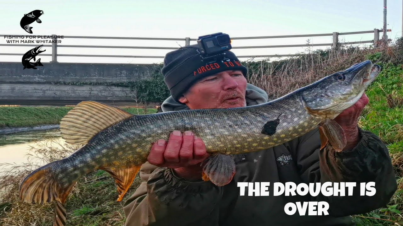 First Pike of 2023 : Fenland drain dead bait fishing
