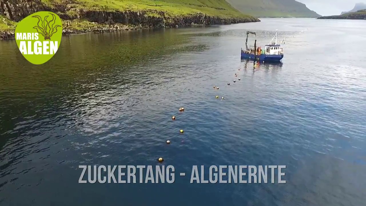 Zuckertang Algenernte