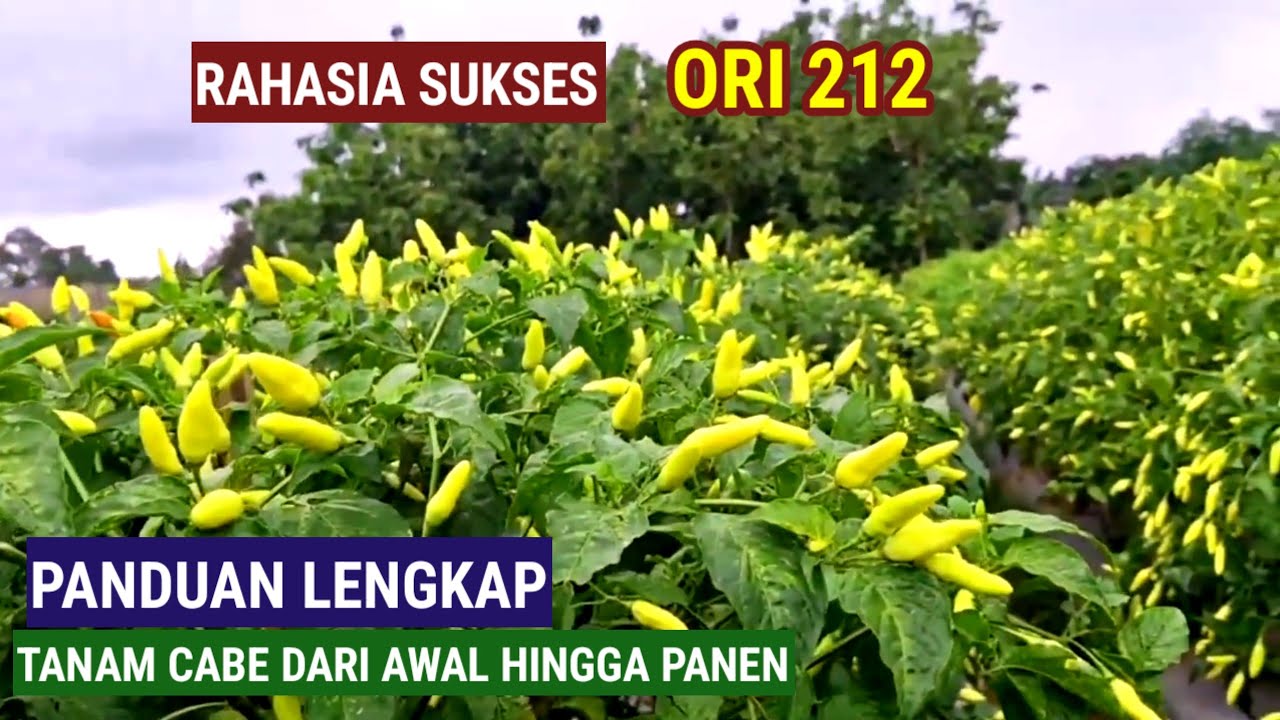PANDUAN LENGKAP!! MENANAM CABE DARI OLAH LAHAN HINGGA PANEN {ORI 212}