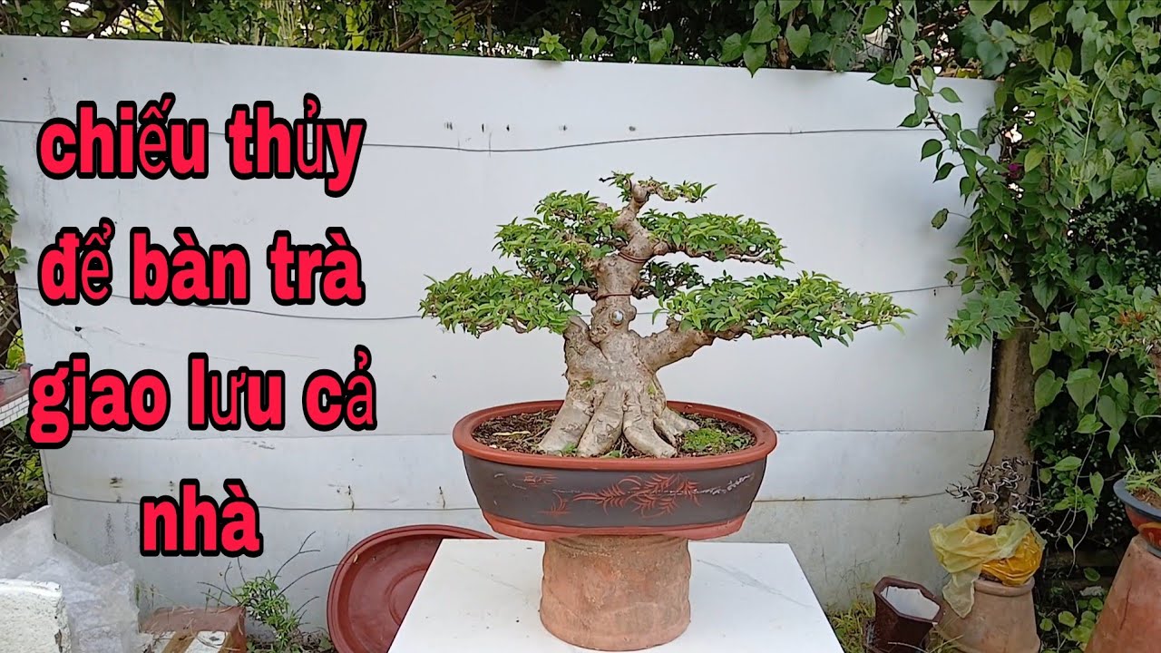 3_2 Con có vài cây bonsai giao lưu cô chú để phòng khách chưng tết ạk, ,lh 0356451926