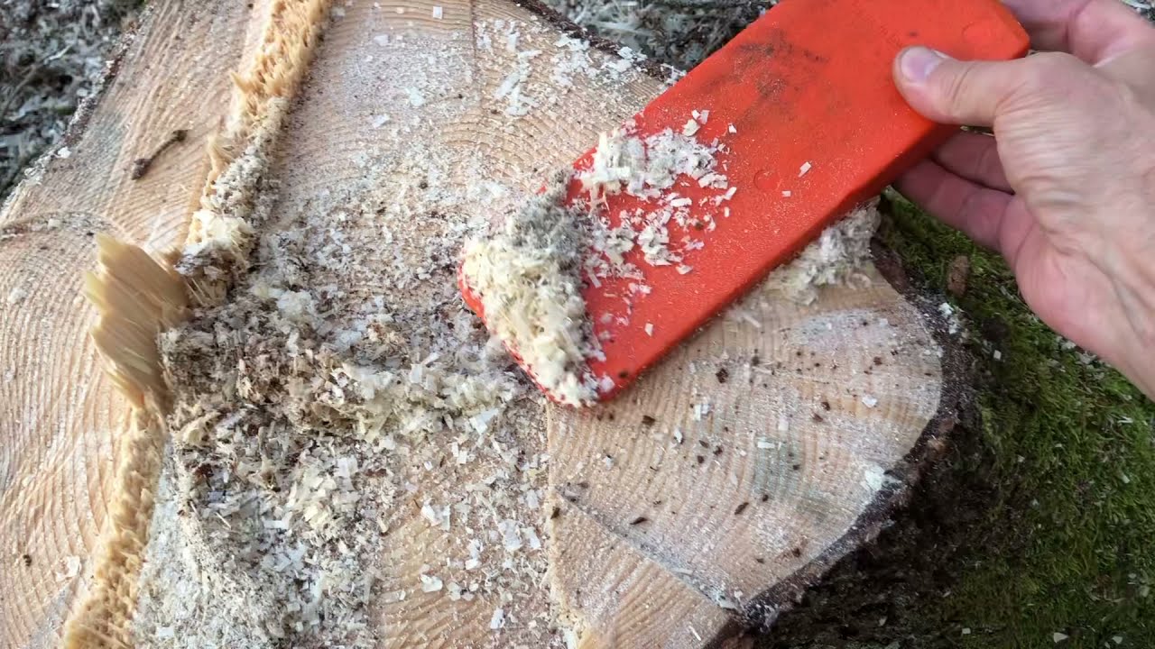 Trädfällning med säkra hörnet och förhindra rotröta Motorsåg B #säkrahörnet #chainsaw #rotstop
