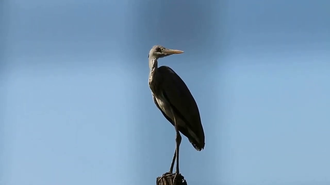The fish escaped from Egret