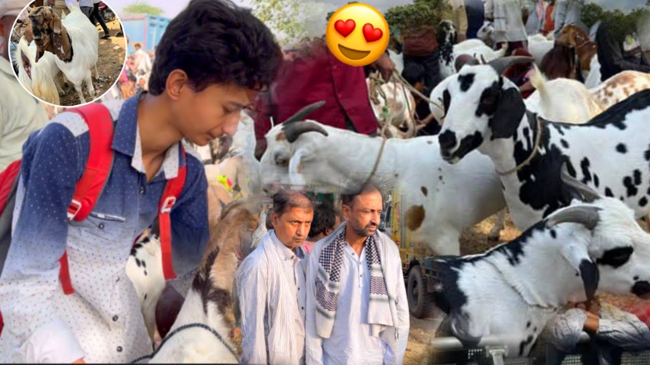 Finally Mandi Se Bakra Leliya 😍 - Kalpi Bakramandi 🐐🔥