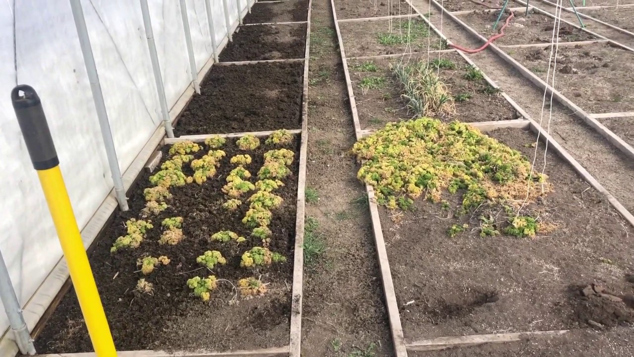 Winter Garden (Organic) at Star Mountain, Inc., High Tunnel #1