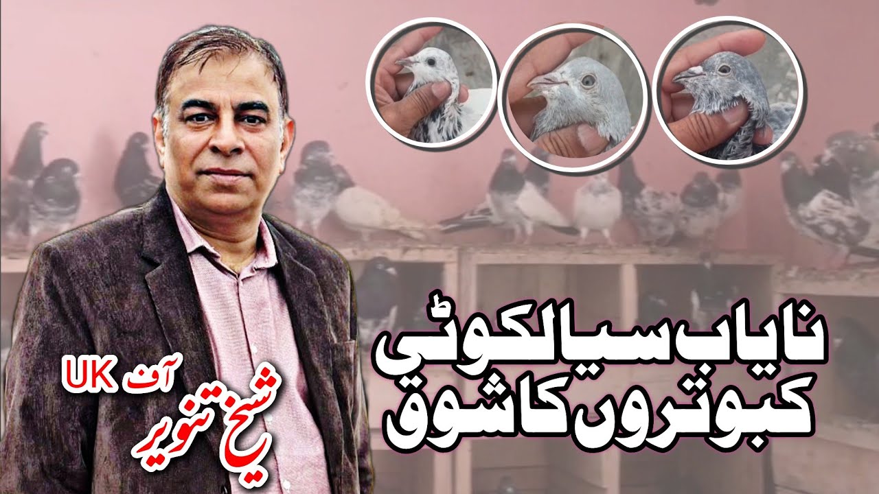 Sheikh Tanveer  From UK Ke Nayab Sialkoti Kabutron Ka Shok