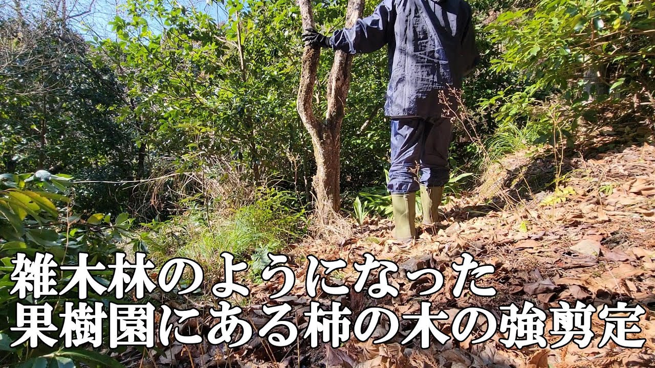 【果樹園にある柿の木 ＃160】まるで雑木林 主がいなくとも実をつけ続ける柿の木