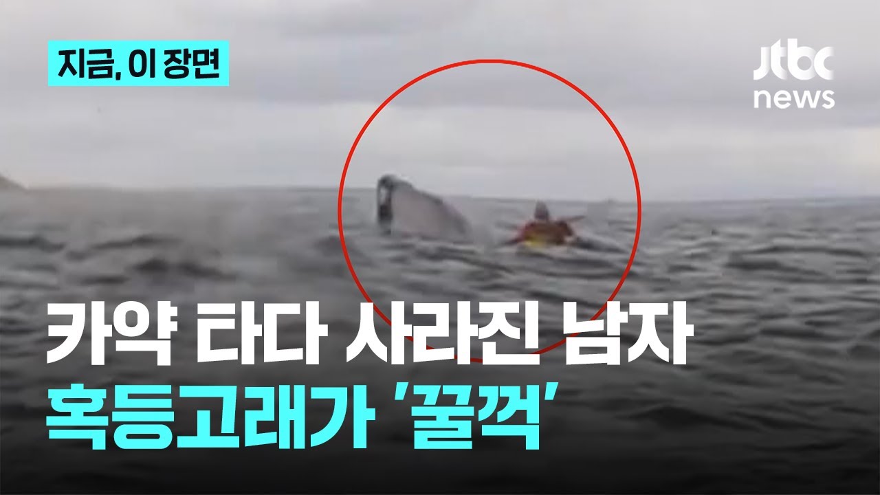 카약 타다 사라진 남자&hellip;혹등고래가 '꿀꺽'｜지금 이 장면