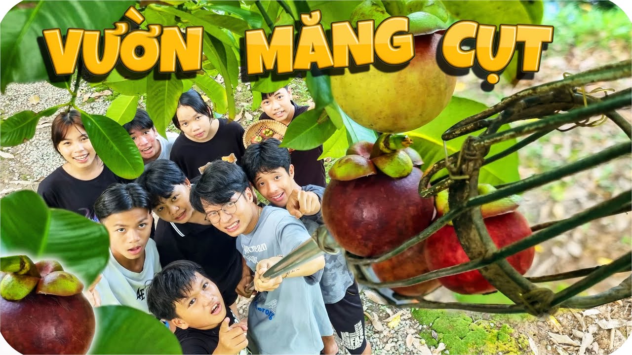 Tony | Tham Quan Vườn Măng Cụt 🤤 𝐂𝐨𝐥𝐥𝐞𝐜𝐭 𝐌𝐚𝐧𝐠𝐨𝐬𝐭𝐞𝐞𝐧