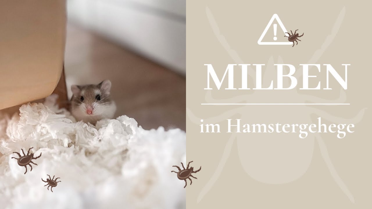 Hilfe! Milben im Hamstergehege 😱 | Hamsterstübchen