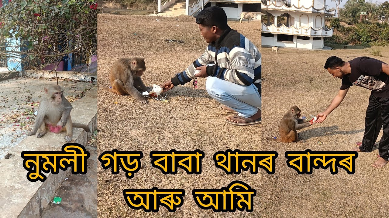 নুমলী গড় বাবা থানৰ বান্দৰ আৰু আমি 