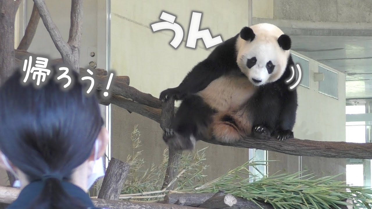 【なんかコワイねん💦】楓浜クンクン…🍁励まされながら帰りました☺️with結浜🎀【末っ子パンダ】Giant Panda -Fuhin＆Yuihin-妄想字幕