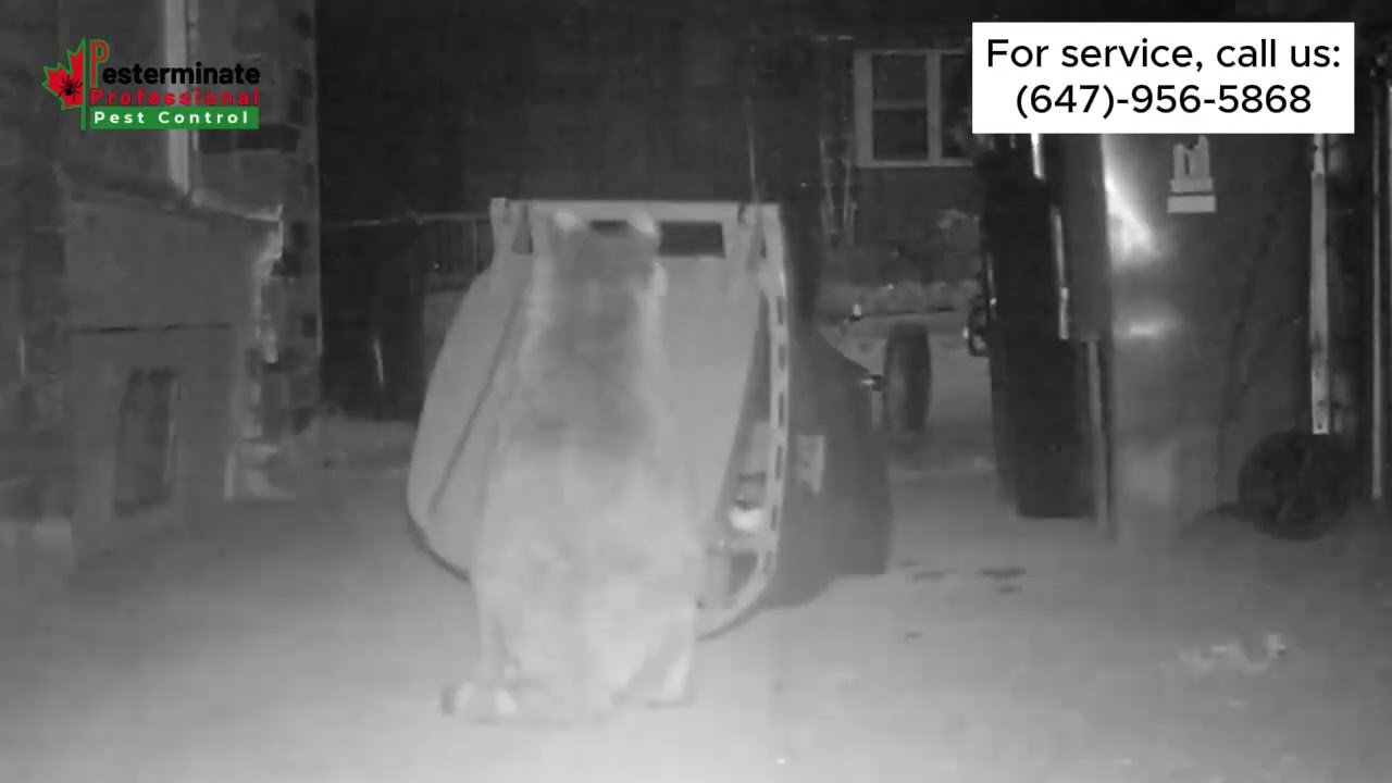 OFFER !! OFFER !! OFFER !!Mice control service in the Danforth and Scarborough Toronto.