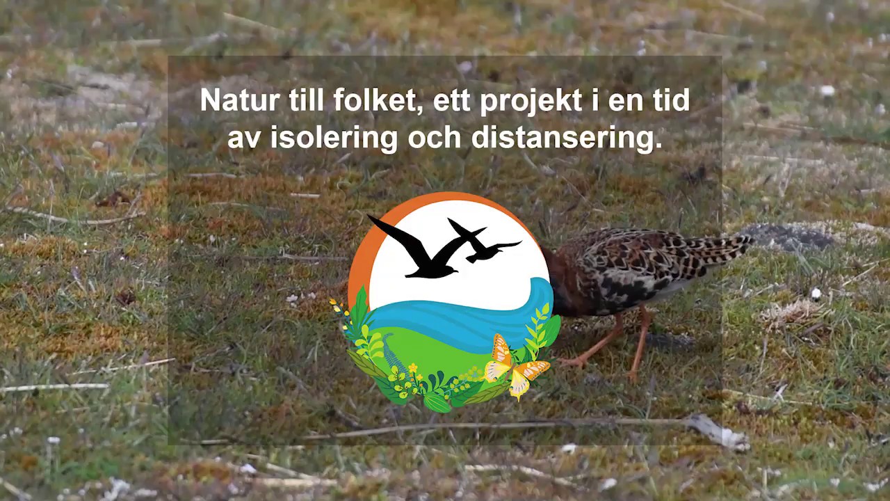 Brushanar i Ottenby