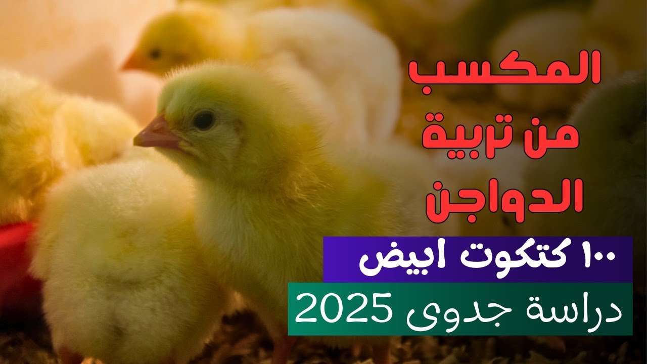 مشروع تربية الدواجن للمبتدئين خطوة بخطوة 2025: دليل شامل لتحقيق النجاح