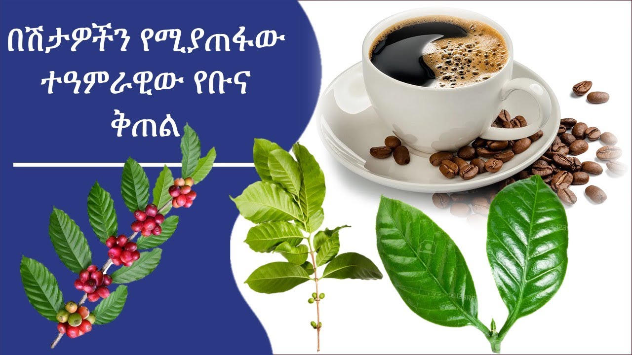 በሽታዎችን የሚያጠፋው ተዓምራዊው የቡና ቅጠል