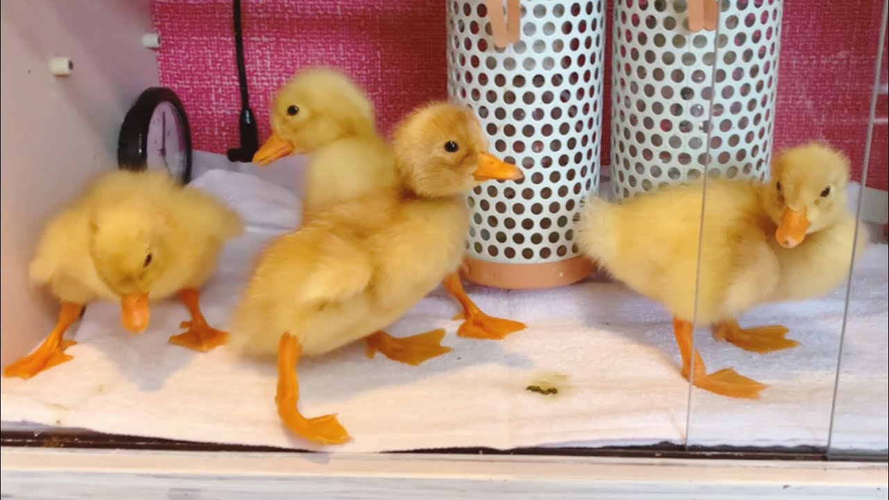 【ひよこ】初めてのご飯に大興奮のアヒルの赤ちゃん