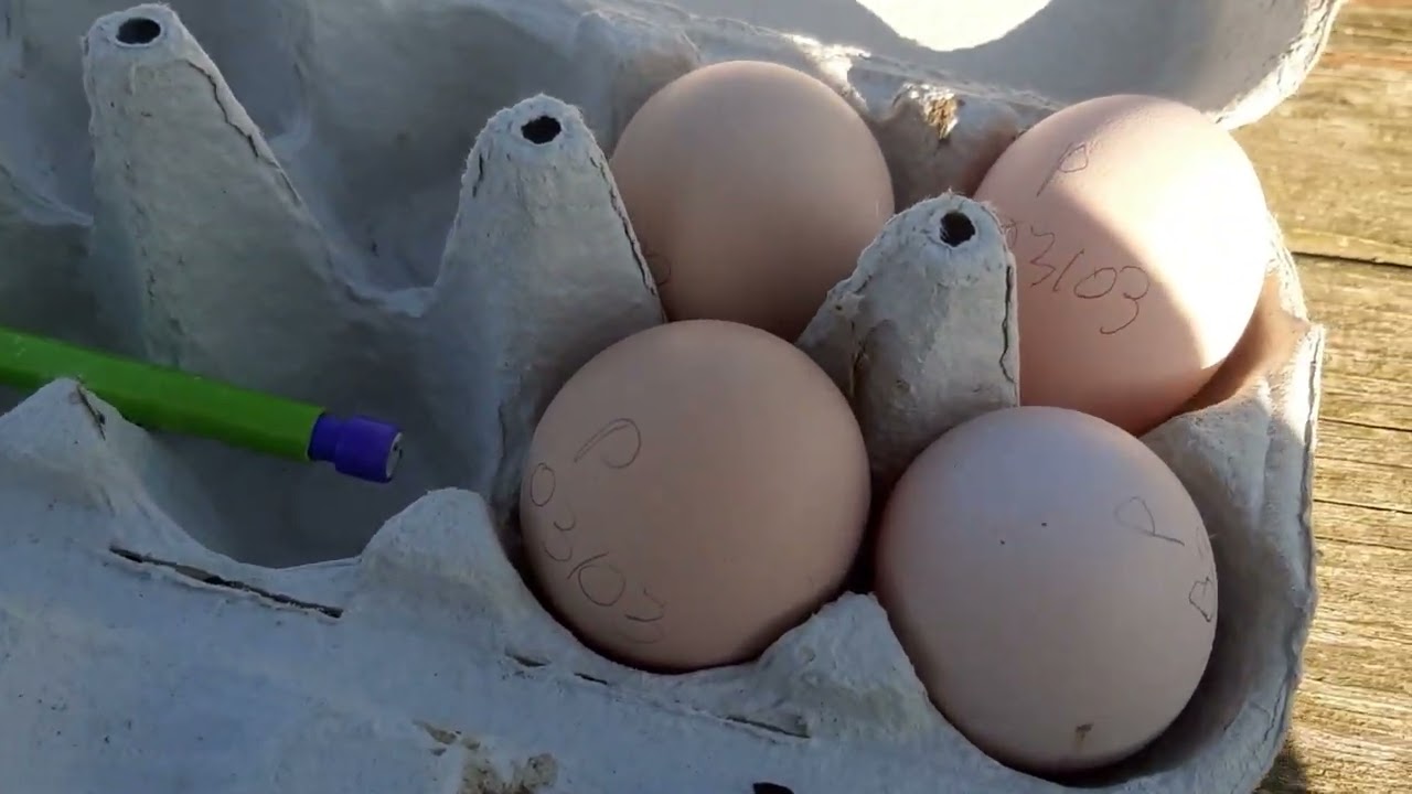 Ramassage des œufs chez les brahma 😍🥚