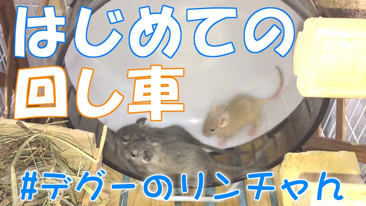 【Degu】【デグーの呼吸　壱ノ型　回し車】出生後10日ほど経過したデグー母子の様子と、チビチャん達はじめての回し車に大興奮【デグーのリンチャん】