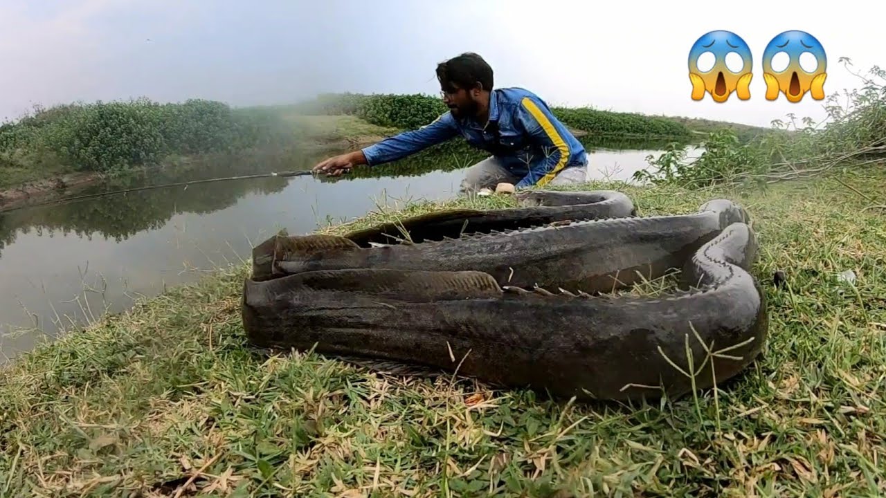 मैंने जिंदगी में पहली बार इतना बड़ा वाम मछलीया पकड़ा हूं। 😱😱 incredible Amazing Big Baam Fish Catch