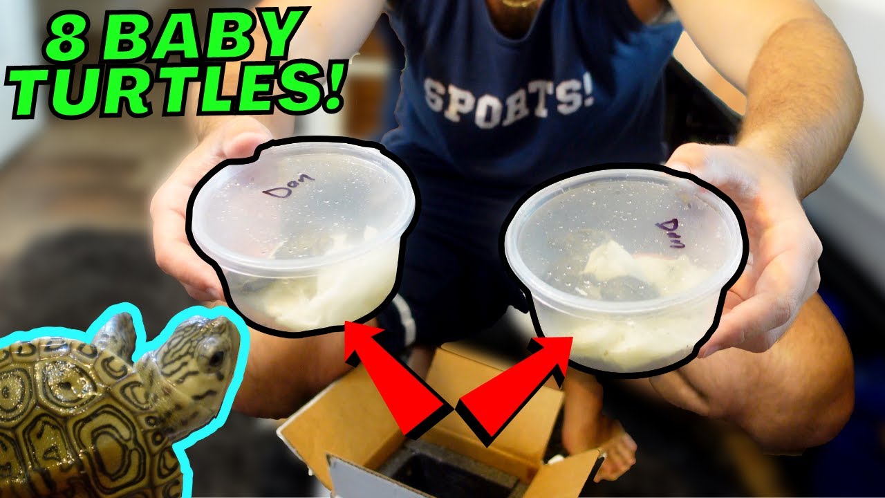 Unboxing 8 *LIVE* BABY TURTLES! - (Diamondback Terrapins)