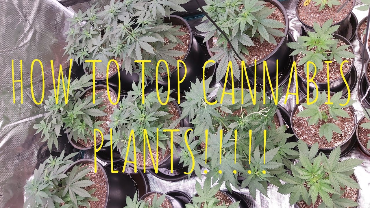 HOW TO TOP YOUR PLANTS!!!!