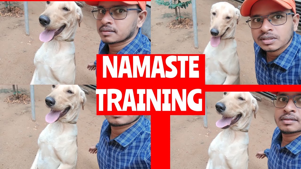 Labrador dog training //Odisha dog training bhubaneswar// Labrador dog training video // nkbarik