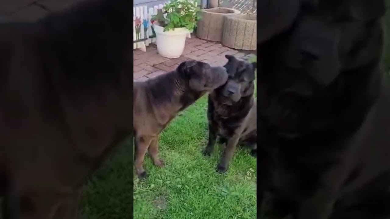 Shar-Pei: just lovely #dog #sharpei #animals #love #shorts #goodvibes #pets #funny #dogslife #cute