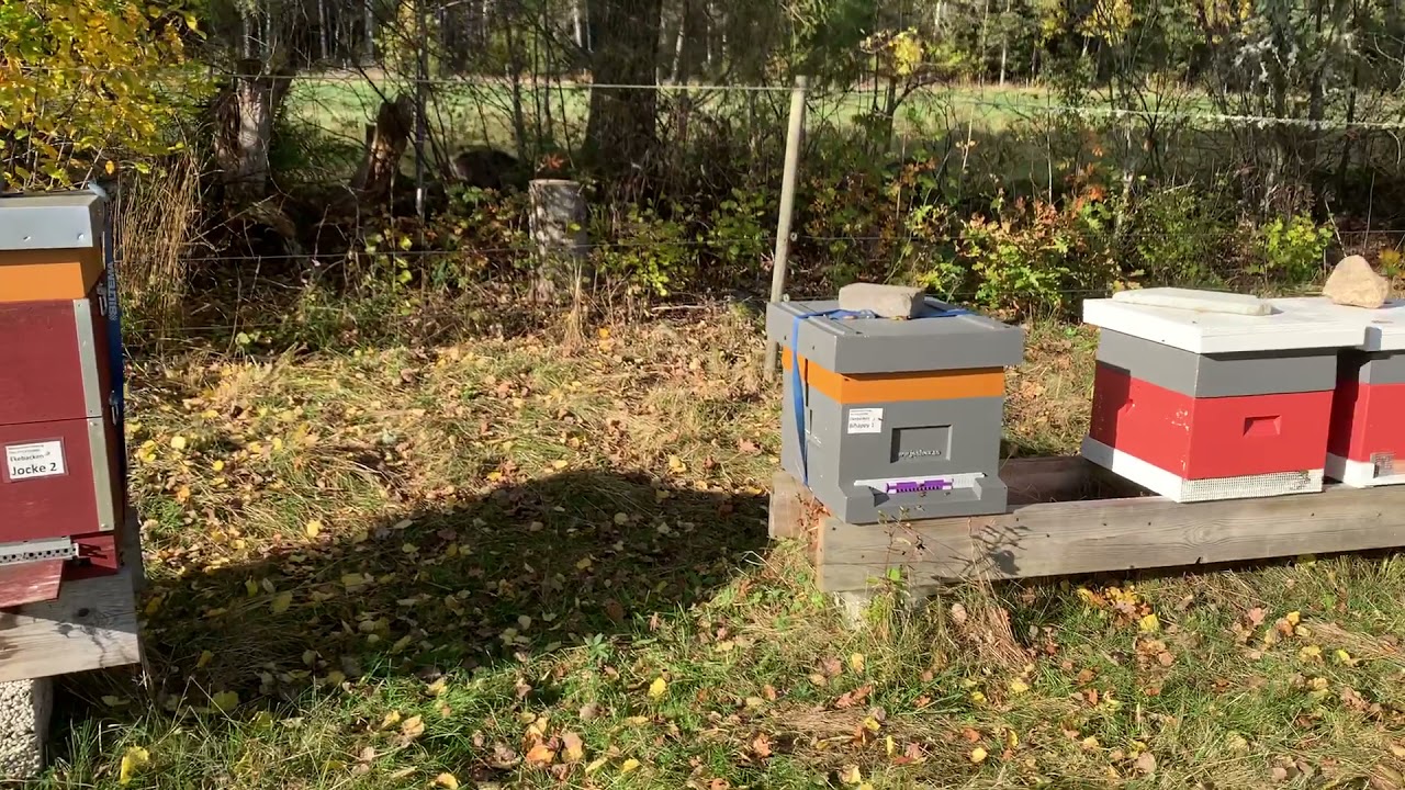 Mus skydden p&aring;!