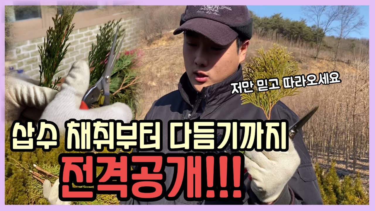 에메랄드 그린 삽수 채취, 다듬는 방법