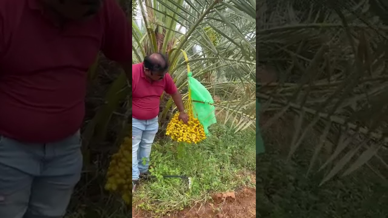The community farming | Available on IndiaMART