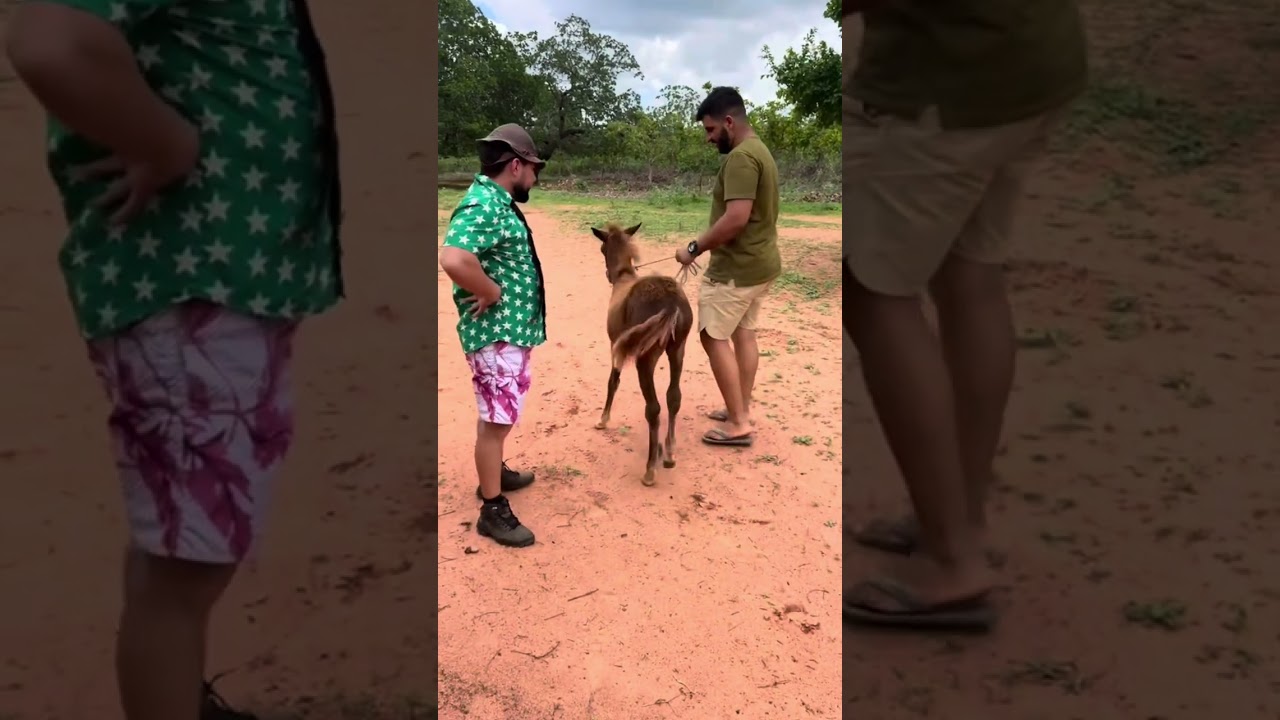 MELHORES DA SEMANA