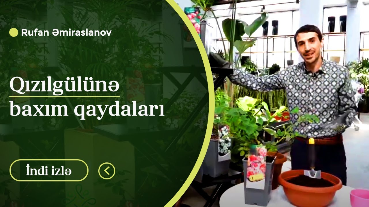 Qızılgülə baxım qaydaları #qızılgül
