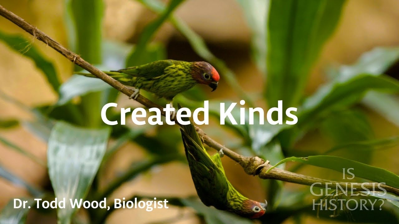 What are Created Kinds? - Dr. Todd Wood (Conf Lecture)