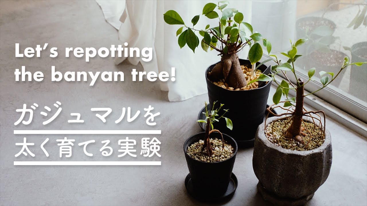 【生活のVlog】水挿しで増やしたガジュマルを太くする｜植え替え方法｜植物と暮らす｜