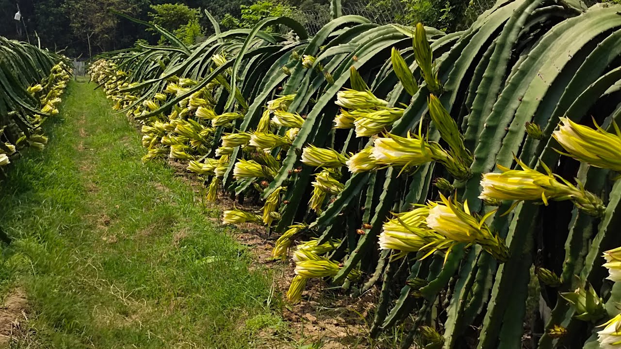 আগাম ধরনে ড্রাগন চাষে বাজিমাত।