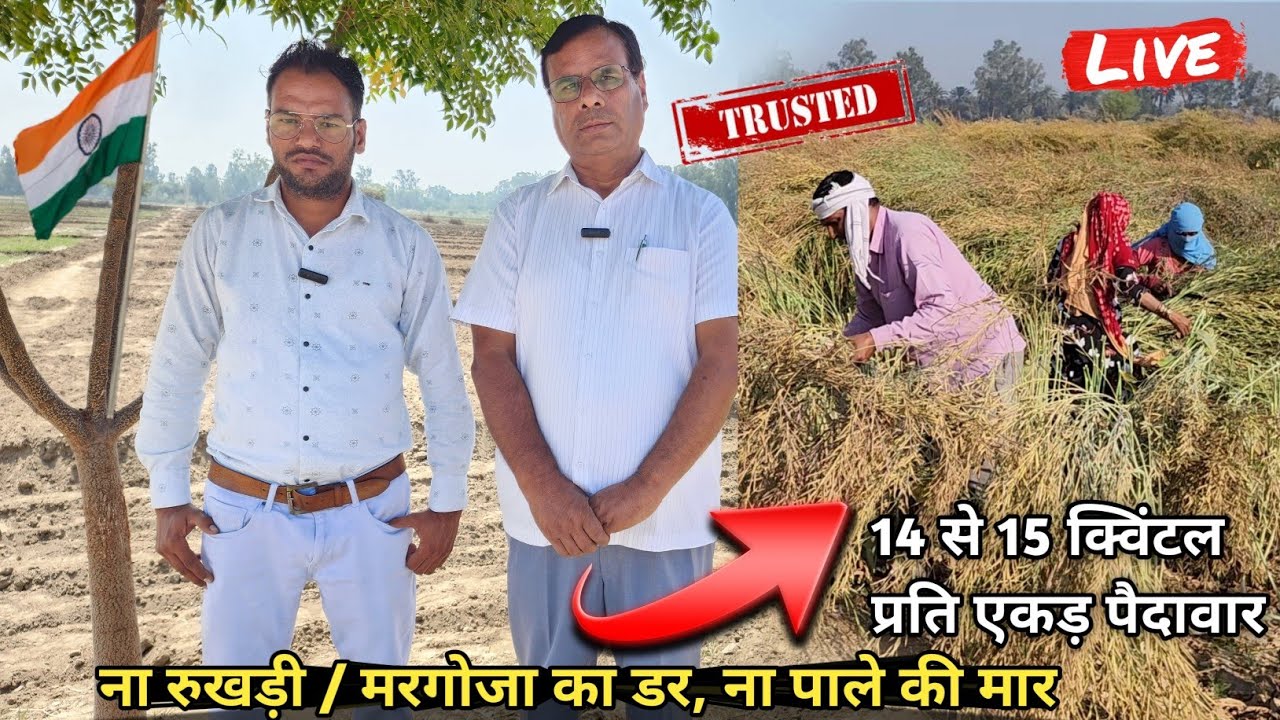 ये है सरसों की No.1 गेम चेंजर वैरायटी🔝ना सर्दी की मार न रूखड़ी / मरगोजा का डर👍Yield 15 क्विंटल/एकड़