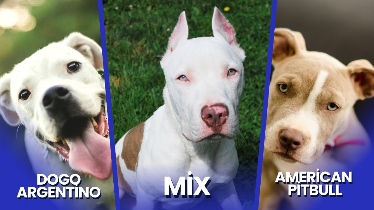 The Dogo Argentino Pitbull Mix: Comprehensive Guide