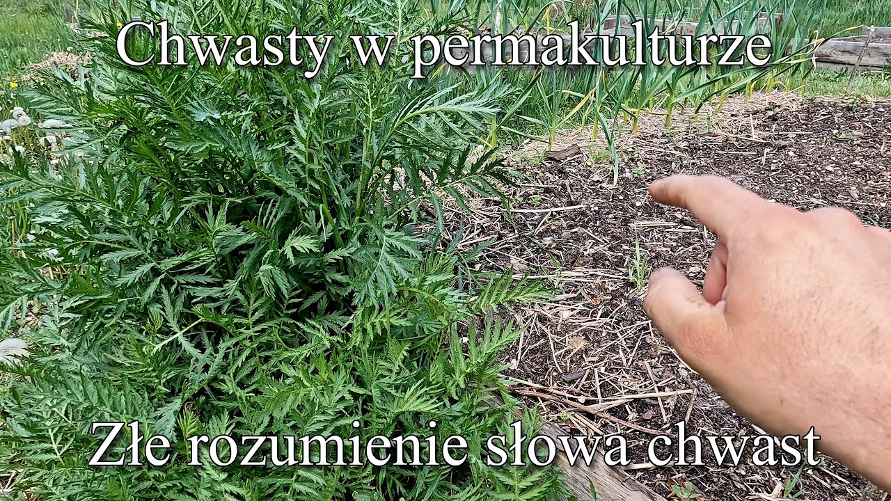 Chwasty w permakulturze. Nie ma ich? Są pożyteczne? Co to jest chwast?- Ogrodowe pierdamony 146 -
