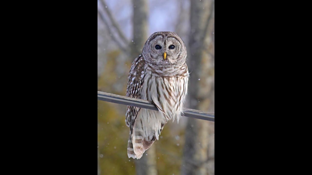 The Barred Owl