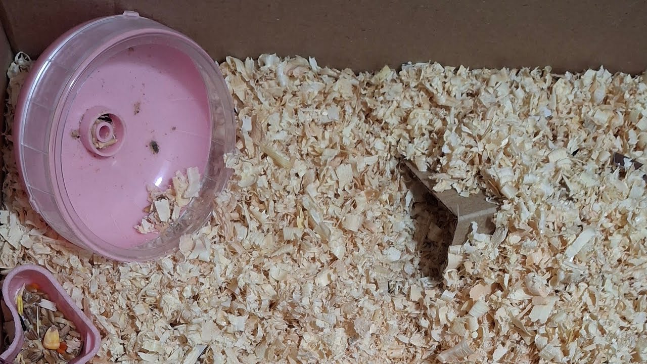 Wow Hamster canlı yayım başlatdı!