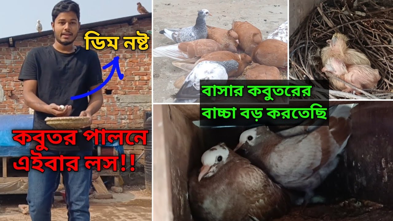 কবুতর পালনে এইবার লস হইল | কবুতরের অসুস্থতা, ডিম ও সুস্থ বাচ্চার আপডেট 
