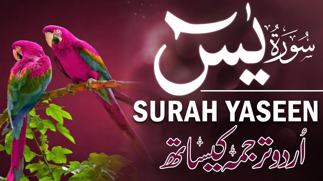 Surah Yasin ( Yaseen ) With Urdu Translation | Ep 0239 | Quran Tilawat Beautiful Voice |Urdu Tarjuma