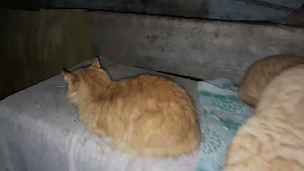 Ранок покаже...