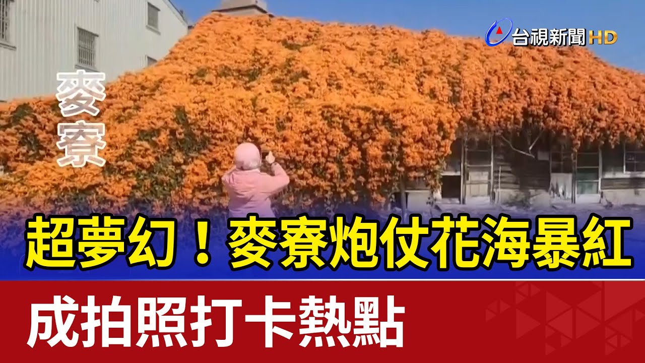 超夢幻！麥寮炮仗花海暴紅 成拍照打卡熱點