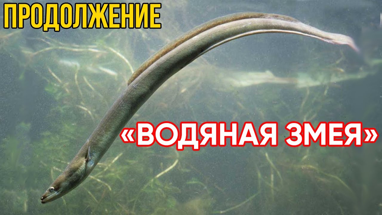 Продолжение видео про водяную змею. Угорь в пруду ч.2