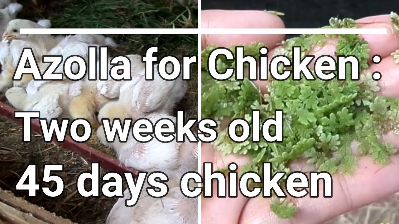 Azolla for Chicken || 2 Weeks Old 45 Days Chicken First Time to Eat Azolla - Tagalog!
