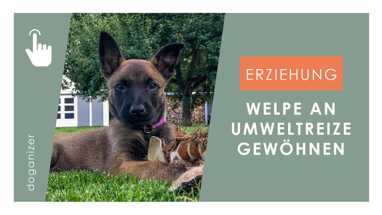 Welpen Umwelttraining | Donna erkundet die Welt | Malinois Welpe
